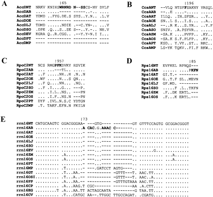 Fig. 2.—Alignment of four plastid amino acid sequences and one plastid nucleotide sequence exhibiting indels between tobacco and Atropa. Sequence elements deleted between Atropa and tobacco are marked in boldface letters. Identities to the tobacco sequence are indicated by dots. Numbers refer to positions in the tobacco protein and rRNA gene, respectively. NT, Nicotiana tabacum; AB, Atropa belladonna; AT, Arabidopsis thaliana, OE, Oenothera elata; LJ, Lotus japonicus; SO, Spinacia oleracea; EV, Epifagus virginiana; PT, Pinus thunbergii; MP, Marchantia polymorpha; ZM, Zea mays; OS, Oryza sativa, GT, Guillardia theta, OSI, Odontella sinensis, PP, Porphyra purpurea; CP, Cyanophora paradoxa; EG, Euglena gracilis; CV, Chlorella vulgaris. Sequences were obtained via http://www.ncbi.nlm.nih.gov/PMGifs/Genomes/plastids_tax.html.