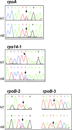 Fig. 4.—Quantitative editing differences between Atropa and tobacco. Specific cDNAs of Atropa and tobacco were amplified and sequenced directly. Relevant short intervals of a few nucleotides are shown for three cDNAs (rpoA, rps14, rpoB) together with the corresponding chromatograms. The editing sites are marked by arrows. The two rpoB editing sites shown originate from the same sequencing reaction (numbers refer to previously established nomenclature (Hirose et al. 1999 ). A base substitution 3′ to the editing site in rps14 is denoted by asterisks
