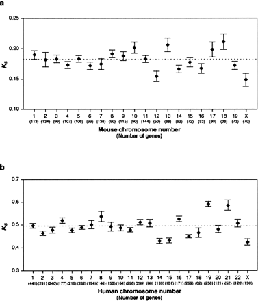 Synonymous substitution rate (Ks) of individual mouse chromosomes in the mouse-rat comparison (a) or individual human chromosomes in the human-mouse comparison (b). The standard error of Ks is given for each chromosome. The autosomal average is shown as a dashed line, and the number of genes compared for each chromosome is given in parentheses