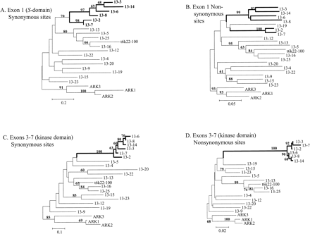 Gene trees constructed from the joint alignment of the A. lyrataAly13 sequences together with several sequences from A. thaliana, showing the two different domains (the S-domain in panels A and B, and, in panels C and D, the parts of the kinase domain that are included in our sequences). The horizontal lengths of branches represent Nei-Gojobori (1986) sequence distances