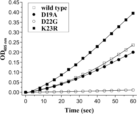 Effect of activation peptide mutations on activation of human cationic trypsinogen with enteropeptidase. Approximately 100 nM wild-type or mutant trypsinogen (final concentration) was activated with 100 ng/ml bovine enteropeptidase (final concentration) as described in Materials and Methods. The activation reaction was followed by continuous monitoring of p-nitroanilide release at 405 nm as a measure of trypsin activity