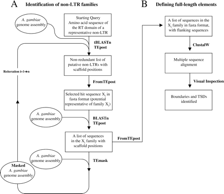 Strategy for the identification and characterization of all non-LTR retrotransposons in the A. gambiae genome. A. Identification of non-LTR families. B. Defining full-length elements. Circles indicate databases used for searches. Rectangles indicate input/output files. Programs used are written in bold beside arrows. See Materials and Methods for details such as E-value and other parameters. TSDs, target site duplications. Note that some non-LTRs are not associated with TSDs