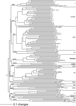 Phylogenetic analysis classifies A. gambiae non-LTRs into two new clades and eight previously defined clades. The two new clades, Loner and Outcast, are in bold. Shown here is the Neighbor-Joining tree constructed using alignment of approximately 260 amino acids of the RT domain from non-LTR retrotransposons of A. gambiae, A. aegypti, and divergent non-mosquito and non-insect species. The tree was rooted using RTs of three prokaryotic group II introns (not shown, Malik, Burke, and Eickbush 1999). Maximum parsimony was also used, and it produced a similar phylogenetic tree (not shown). Confidence of the groupings was estimated using 500 bootstrap replications for both methods. Each Arabic numeral at the base of a node is the bootstrap value that represents percent of times out of 500 bootstrap re-samplings that branches were grouped together at a particular node. The first and second numbers at a particular node represent the bootstrap values derived from Neighbor-Joining and maximum parsimony analysis, respectively. Only the values for the major groupings (clades) that are above 50% are shown. The scale at bottom left indicates amino acid divergence. The names of elements from previously established clades are given, but names of new A. gambiae non-LTR families are omitted to save space (see table 1 and Appendix A for family name). Previously reported A. gambiae non-LTRs in the tree are Q, T1, RT1, and RT2 (Besansky 1990; Besansky et al. 1992; Besansky, Bedell, and Mukabayire 1994). Non-LTRs from other mosquito species are MosquI, Lian, JAM1, and JuanA from Aedes aegypti (Mouches, Bensaadi, and Salvado 1992; Warren, Hughes, and Crampton 1997; Tu, Isoe, and Guzova 1998; Tu and Hill 1999). Amino acid sequences from previously reported non-LTRs used in this phylogenetic analysis were obtained from an alignment produced by Malik, Burke, and Eickbush (1999). Accession numbers with corresponding positions for other sequences are as follows: Fugu1 (AJ459419, 1929–1123); Zebra2 (AL591210, 72154–72957); Zebra3 (AL831768, 51653–52456). Representatives of the recently described Ingi and Rex1 clades are not included in the tree. We performed phylogenetic analysis including representatives of the above two clades, and the resulting groupings were unchanged (not shown)