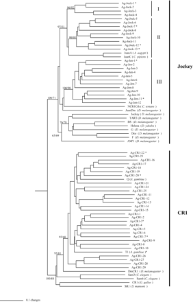 The Jockey and CR1 clades contain a high level of intracladal diversity. Shown here is the phylogeny derived from the Neighbor-Joining analysis of non-LTRs in the Jockey and CR1 clades in A. gambiae and other species. The tree was rooted using elements of the CRE clade (see fig. 1). All other phylogenetic analysis parameters are as in figure 1. Asterisks indicate A. gambiae families that have evidence of recent activity based on sequence analysis and hits to A. gambiae ESTs (see table 1). Bootstrap values for 500 replicates are displayed for Neighbor-Joining and maximum parisomony methods, respectively. Values are shown only for major branches. Amino acid sequences from previously reported non-LTRs used in this phylogenetic analysis were obtained from an alignment produced by Malik, Burke, and Eickbush (1999). Accession numbers for the sequences of JuanDm and DmCR1 were obtained from Berezikov, Bucheton, and Busseau (2000)