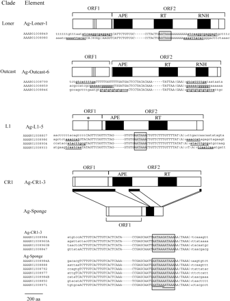 Schematic showing structural features of selected non-LTR elements of interest. See Malik, Burke, and Eickbush (1999) for comparison to elements from other clades. Open boxes represent open reading frames (ORFs) and filled boxes represent domains (APE, RT, and RNH, indicate AP endonuclease, reverse transcriptase, and RNase H, respectively). Vertical bars indicate the location of cysteine-hystidine motifs typical of nucleic acid–binding domains. An asterisk is located above the cysteine-histidine motif in ORF1 of Ag-L1-5 to highlight this unique feature for this family. TSDs are in bold and underlined. The canonical polyadenylation signal is shaded in gray, and two potential overlapping signals in the CR1/Sponge elements are underlined. TSDs were not identified for Ag-CR1-3 or Ag-Sponge. The inability to find TSDs in mosquito elements of the CR1 clade has been previously noted (Besansky 1990; Besansky, Bedell, and Mukabayire 1994). Flanking sequence letters are in lowercase. Filled bars under Ag-CR1-3 indicate regions of this element that are retained in Sponge. In the alignments, dashes indicate omitted internal sequence. Accession numbers with coordinates corresponding to the full-length elements in the figure are as follows: AAAB01008849, 2633065–2639407; AAAB01008980, 2507563–2513883; AAAB01008799, 2183752–2190172; AAAB01008859, 5480435–5486855; AAAB01008846, 1481833–1488240; AAAB01008807, 10233605–10238070; AAAB01008986, 2250740–2255203; AAAB01008904, 1312097- 1316560; AAAB01008933, 2055049–2059525; AAAB01008984, 7831634–7836275; AAAB01008960A, 3142131–3146786; AAAB01008960B, 6376559–6381153; AAAB01008847, 2204110–2208769; AAAB01008984A, 9556504–9558865; AAAB01008888, 1828526–1830888; AAAB01008792, 7850–10207; AAAB01008977, 60152–62512; AAAB01008984B, 2896406–2898768; AAAB01008850, 376190–378552; AAAB01008971, 196324–198686