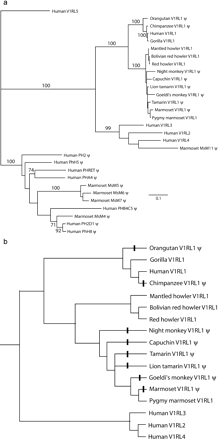 Phylogenetic analysis of V1RL sequences and reconstruction of V1RL1 pseudogene evolution in primates. Pseudogene sequences are labeled “ψ.” a. Maximum likelihood tree of all primate V1R sequences. Numbers on branches represent percentage bootstrap support using Neighbor-Joining. b. Reconstruction of V1RL1 pseudogene evolution over the known primate phylogeny obtained from independent data sets. These sequences and phylogeny were used in the first part of the PAML analyses. Bars across lineages indicate pseudogene formation. Lineages with a bar were defined as “pseudogene lineages” for the PAML analysis, with all other lineages being defined as “ORF lineages.” The second part of the PAML analyses using V1RL ORFs alone excluded the pseudogenes. GenBank accession numbers for published human and marmoset V1RL pseudogene sequences are as follows: Human V1RL1: AF255342; Human V1RL2: AF370359; Human V1RL3: AF336873; Human V1RL4: AY114733; Human V1RL5: AY114735; Human PH2: AF253312; Human PHB4C5: AF253314; Human PH2D1: AF253315; Human PhH8: U73853; Human PHRET: AF253316; Human PhH5: U73852; Human PHA4: AF253313; Marmoset MsM11: AF397897; Marmoset MsM4: AF397898; Marmoset MsM5: AF397899; Marmoset MsM6: AF397900; Marmoset MsM7: AF397901