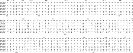 Alignment of V1RL ORF protein sequences. Numbering follows human V1RL1, and only the region sequenced in this study is shown. The position marked by an asterisk (172) is inferred to be under positive selection (see text for details). Species abbreviations are as follows: Hsa, human; Ggo, gorilla; Cpy, pygmy marmoset; Asa, Bolivian red howler; Ase, red howler; Apm, mantled howler