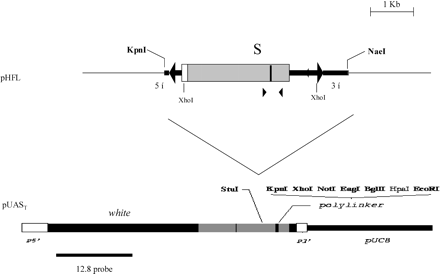 Construction of the pP{three-TPE hobo, white+} and the pP{five-TPE hobo, white+}.The pHfl (hobo element in the pBluescript) is digested by KpnI/NaeI. The 3.4 kb containing the hobo element (2.9 kb) plus 0.5 kb of genomic DNA and pBluescript is inserted in the pUAST plasmid opened by the KpnI/StuI enzymes. The resulting pP{hobo, white+} construct is microinjected in embryos of Drosophila melanogaster.pHfl: white box = ORF0; grey box = ORF1; black box in the ORF1 = S region. ▸ indicates h11 primer. ◂ indicates h6 primer. pUAST: P5′ and P3′ is the ITR 5′ and 3′ plus sequence of the P element. Black box between P5′ and P3′ is the miniwhite gene