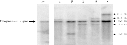 Number of P{hobo, white+} insertion sites in the transgenic lines. Southern blot hybridized using the 12.8 probe that reveals the endogenous white gene and the miniwhite gene of the P{hobo, white+} insert. yw: empty of hobo host strain for the microinjections; lane α to χ: three independent transgenic lines with one insertion site of the P{three-TPE hobo, white+}; lane δ: one transgenic line harboring two insertion sites of the P{three-TPE hobo, white+}; lane κ: one transgenic line harboring one insertion site of the P{five-TPE hobo, white+}