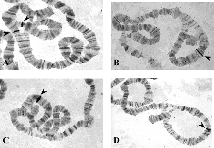Location of the Acph-1 gene revealed by in situ hybridization in the different heterokaryotypes for the arrangements studied of D. subobscura: A, O3+4/Ost. B, O3+4/O3+4+23. C, O3+4+23/O3+4+8. D, O3+4/O3+4+8. Hybridization signals are indicated with arrowheads