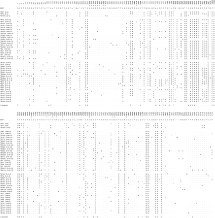 Nucleotide polymorphic sites in the 45 lines of D. subobscura from Bizerte (Tunisia) after excluding all sites with alignment gaps. The numbering of sites is given as in Navarro-Sabaté, Aguadé, and Segarra (1999a) using as reference the B2ST sequence (EMBL accession number Y18839). Dots indicate nucleotides identical to the reference sequence. Sites located in the exons of the coding region are in bold. Asterisks indicate replacement polymorphisms in the sample from Bizerte. The identification of each line is given as in Rozas et al. (1999). Lines are grouped according to their gene arrangement, which is shown in parentheses after the identification names. The last row of the alignment shows the information for the polymorphic sites in the D. guanche sequence (EMBL accession number Y18841). Gaps in this sequence are indicated by dashes
