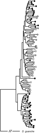 Gene genealogy reconstructed by the Neighbor-Joining method (Saitou and Nei 1987) from variation at the Acph-1 gene region in 99 D. subobscura lines using D. guanche as the outgroup. Genetic distances were estimated by the 2-parameter method (Kimura 1980) with the complete deletion option. Black squares indicate Ost lines. Open, gray and black circles correspond to O3+4, O3+4+8, and O3+4+23 lines, respectively