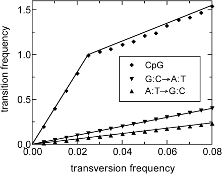 Performance test with time-dependent substitution rates: 20,000 copies of MIR consensus sequence (5 Mb in length) were aged according to a stochastic evolution model that includes a change of the CpG-based transition rate at a time t0 = 0.025, similar to what is observed in figure 4. The relative A:T→G:C rate is 3 and the relative G:C→A:T rate is 5, as in figure 1. The relative CpG-based transition rate is 40 for t < t0 and 8 for t > t0. The data points represent the estimated substitution frequencies determined by the ML method. Note that the slopes of the data points for the three shown processes provide reasonable estimates of the true rates (slopes of the solid lines) throughout the time period studied