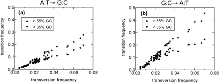 The two transition frequencies, A:T→G:C (a) and G:C→A:T (b), as determined by ML from REs found in regions with GC contents above 55% (up-pointing triangles) and below 35% (down-pointing triangles). The transition frequencies show little dependence on the regional GC content for young REs with transversion frequencies below 0.02. However, for the older REs (e.g., with transversion frequencies above 0.03), the differences in the transition frequencies in GC-poor and GC-rich regions are noticeable. The GC dependence of the transition frequencies for the older REs are opposite for the two transition processes
