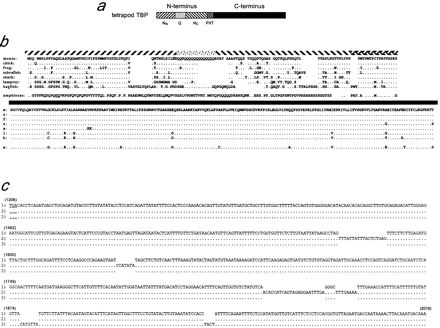 Chordate TBPs. (a) Linear depiction of vertebrate TBP with domains indicated by different shading. (b) a.a. sequences of TBP proteins, with shaded bars above corresponding to the regions indicated in (a). Dots represent amino acids that are identical to the mouse sequence; gaps in alignment are exhibited by gaps in the presentation. The longer amphioxus N terminus is shown with the two extra a.a. underlined. For hagfish, variants containing 11, 12, and 13 Qs in the Q domain were isolated; 12 Qs are shown. (c) Oligonucleotide insertion-based polymorphisms in the aTBP 3′ UTR. Sequences for the three 3′-UTR mRNA isoforms that we identified are shown beginning at the stop codon (underlined). Nucleic acid positions for isoform number 1 are shown above the sequence in parentheses