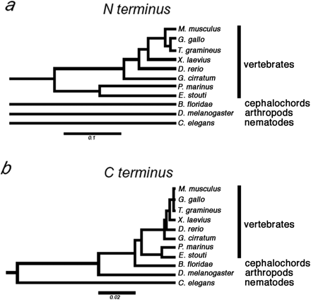 Predicted phylogeny of TBP N-termini (a) and C-termini (b). Relatedness is depicted as trees, with the p-distance scale indicated below each tree. The N-terminal sequences for B. floridae, D. melanogaster, and C. elegans cannot be reliably aligned with each other or with vertebrate TBP sequences, and thus these branches do not connect to the vertebrate tree or with each other (a) (see Materials and Methods). We find no evidence that the N-termini from these four groups are ancestrally related. Conversely, the C-terminal sequences are all homologous and an interconnected rooted tree is depicted (b)