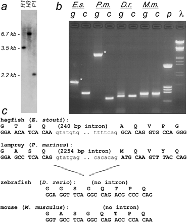 Intron/exon structure of TBP N-terminus. (a) Southern blot of hagfish genomic DNA using a probe to the Q/NC region. Sequence analysis of partial cDNA clones indicated the presence of Eco RI (R1), Hind III (H3), and Pst I (P1) sites in the 5′ end of C-terminus–encoding sequences. The upstream portion of the 6.7-kb Hind III fragment (second lane) was cloned by ligation-mediated PCR, revealing an unexpected intron interrupting the NC region of the gene. (b) Distribution of intron C. Primers were designed to amplify across this novel splice junction from all vertebrates (E.s., hagfish; P.m., lamprey; D.r., zebrafish; M.m., mouse). Amplification of cDNA samples (lanes labeled “c”) confirmed that the primers worked in all species. Amplification of genomic DNA (“g”) showed a larger product in hagfish and lamprey (asterisks), indicating the region contained an intron in these species. λ, HindIII/EcoRI-cut λ-DNA markers; p, HinfI-cut pBS+ markers. (c) Genomic DNA and amino acid sequence of the junction region. Intron sequences in lowercase font