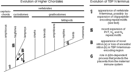 Transitions in the tbp gene during vertebrate phylogeny. At left is a diagram of vertebrate evolution based on published reports (Janvier 1999; Neidert et al. 2001; Delarbre et al. 2002). At right is a list of major modifications found in the structure or function of TBP, with the numbers corresponding to the indicated points on the diagram at left