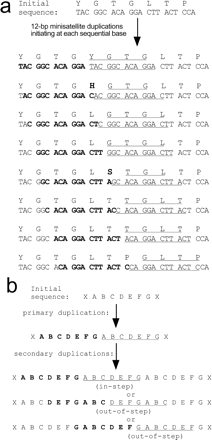 Models of minisatellite-dependent, oligopeptide-encoding sequence duplications. (a) Reading-frame independent preservation of amino acid sequences. A 7-aa region of the mouse NN region (top) was chosen as a starting sequence; however similar results are obtained with most arbitrary sequences (not shown). Twelve–base pair minisatellite duplications were modeled starting at each of eight consecutive nucleotides. Duplicated nucleotides are designated by bold font and underlining. Duplicated amino acids are underlined; novel amino acids are in bold. Few duplications (two of eight depicted) yield a novel amino acid, and this only occurs at the template/copy junction. (b) Within repeats, duplications preserve repeat periodicity. Model shows duplication of a 7-aa motif, “ABCDEFG” (21-bp minisatellite). Bold and underline indicate duplicated regions. Secondary duplications that initiate either at the first amino acid within the repeat (residue A, “in-step”) or at any other amino acid within the repeat (residues D and G shown, “out-of-step”) lead to the same trimeric repeat: ABCDEFGABCDEFGABCDEFG. The models in (a) and (b) show that imprecise or arbitrary duplications, as long as they occur in multiples of 3 bp, will tend to reiterate existing amino acid sequences and repeat motifs, rather than to insert novel amino acids or disrupt repeat units