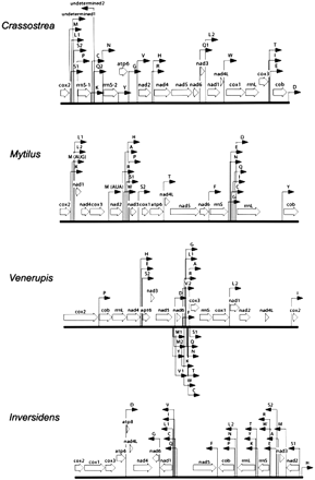 Mitochondrial gene order of four bivalve representatives (Crassostrea, Mytilus, Venerupis, and Inversidens). Full citations for these sequences can be found in table 1. Protein and rRNA genes are abbreviated as in the text. tRNA genes are identified by the one-letter code for the corresponding amino acid. The two leucine and two serine tRNA genes are differentiated by their anticodon sequence: L1 = trnL(cua), L2 = trnL(uaa), S1 = trnS(aga), and S2 = trnS(uca). Other tRNA duplications in Crassostrea, Mytilus, and Venerupis are listed by copy number 1 or 2, but this designation does not presume homology across taxa. The direction of transcription is depicted by arrows