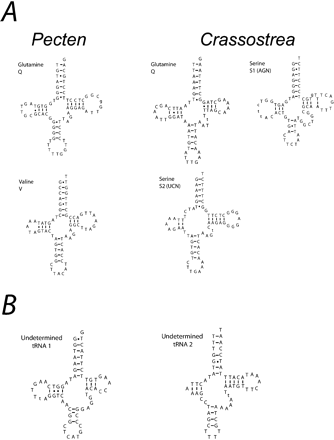 The potential secondary structure for newly identified tRNAs in Pecten and Crassostrea using tRNAscan-SE. Two and three putative tRNAs are illustrated for Pecten and Crassostrea, respectively (A) and two undetermined tRNAs from Crassostrea (B). Bars between nucleotide pairs indicate base pairing; G-T pairing is shown with dots. Lowercase letters indicate base positions that did not fit tRNAscan models