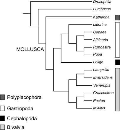 Topology illustrating the traditional relationships among molluscan classes (Salvini-Plawen and Steiner 1996). Gene order data is optimized on this topology. Relationships within gastropods and bivalves were determined by independent data sets from Kurabayashi and Ueshima (2000) and Grande et al. (2002) (gastropods) and Giribet and Wheeler (2002) (bivalves)