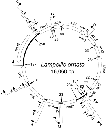 Gene map of the mitochondrial genome of Lampsilis ornata. Protein and rRNA genes are abbreviated as in the text. tRNA genes are identified by the one-letter code for the corresponding amino acid. The two leucine and two serine tRNA genes are differentiated by their anticodon sequence: L1 = trnL(cua), L2 = trnL(uaa), S1 = trnS(aga), and S2 = trnS(uca). The direction of transcription is depicted by arrows. Noncoding regions greater than 20 nucleotides are listed by size, and their genome position and transcriptional orientation are indicated with arrows