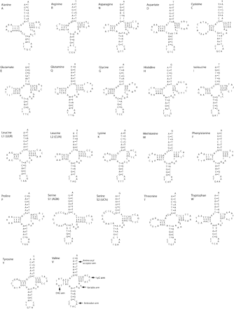 The potential secondary structures for 22 inferred tRNAs of Lampsilis ornata. Amino acid identities are given above each sequence. Bars between nucleotide pairs indicate base pairing; G-T pairing is shown with dots. Lowercase letters indicate base positions that did not fit tRNAscan models; “?” indicates a possible missing base. Features of tRNA secondary structure are illustrated on tRNA (V)