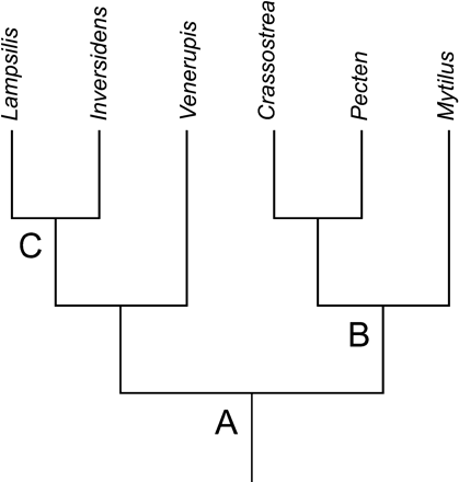 Unambiguous character state changes optimized on an independently derived topology for bivalves. Nodes are specified by letters A–C. Bolded genes designate opposite transcriptional orientation. The following are unambiguous character state reconstructions that support a particular node; character state reconstructions at a given node when excluding tRNA genes are listed in ( ). Adjacent genes are separated by a “–.” A: atp8 absent; (atp8 absent, rrnL-cob). B: trnG-trnN; (none). C:trnA-trnS2, trnG-nad6, trnL2-trnN, nad2-trnM, trnQ-nad5, atp8-nad4L; (atp6-atp8-nad4L, cob-nad5). The number of unambiguous autapomorphic character state changes for the bivalve taxa are as follows, where the number in ( ) is from the gene order data set excluding tRNAs: Lampsilis 2 (0); Inversidens 1 (1); Venerupis 11 (8); Crassostrea 2 (0); Pecten 1 (0); Mytilus 4 (2)