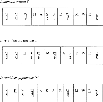 Gene map of the variable gene order portion in the unionid taxa Lampsilis ornata-F (female mitotype) and Inversidens japanensis-F and Inversidens japanensis-M (male mitotype). Genes transcribed by the opposite strand are underlined. Transfer RNA genes are designated by a single letter for the corresponding amino acid. There are two tRNAs for serine that are differentiated by numerals: S1 and S2 recognize the codons AGN and UCN, respectively. Notation for all other genes is standard and gene size is not to scale