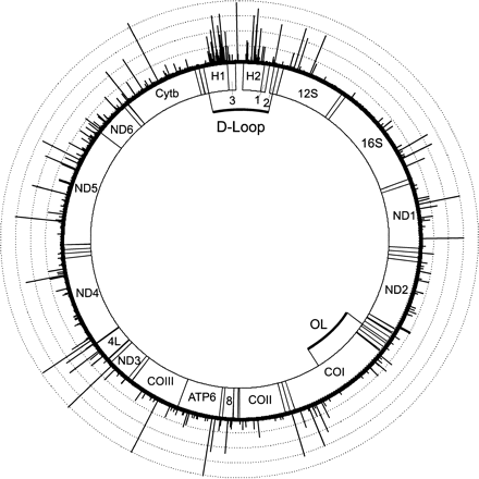 Site-specific rate estimates for the human mitochondrial DNA. The lengths of the bars reflect the relative rate at each site, where the average substitution rate is normalized to 1. The dotted circles are spaced at intervals of 50 relative rate units. The three small subsections (1, 2, and 3) within the D-Loop summarize several control elements. The labeled sections indicate the locations of the genes for the 12S and 16S rRNAs (12S,16S), NADH dehydrogenase subunits 1, 2, 3, 4L, 4, 5, and 6 (ND1 to ND6), cytochrome c oxidase subunits I, II, and III (COI to III), ATPase subunit 6 and 8 (ATP6 and 8) and cytochrome b (Cytb). The small, not labeled sections outside the D-Loop show the locations of the 22 different tRNA genes. OL denotes the origin of L-strand replication. The exact positions of the gene products and their original references are compiled in MITOMAP (Kogelnik et al. 1998)