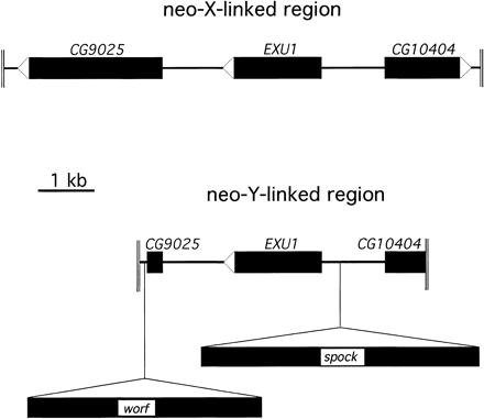 Schematic map of the genomic region surrounding the exu1 gene on the neo-Y and the neo-X chromosome of D. miranda. The neo-Y–linked region contains the insertion of two transposable elements called worf and spock.