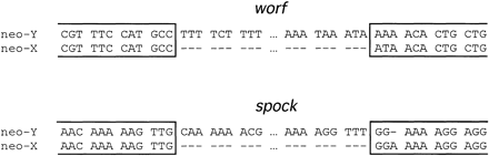 Alignment of the integration sites of the worf and spock transposons on the neo-Y chromosome. No target site duplications were detected