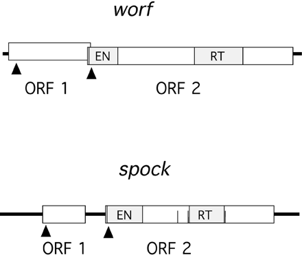 Scheme of worf and spock sequences. Open boxes represent ORFs. Arrows indicate the position of possible initiation methionines. Vertical filled boxes represent conserved protein domains. The three vertical lines in spock indicate stop codons