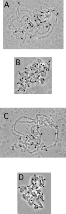In situ hybridization of D. miranda for worf and spock. Arrows point to hybridization signals. The star indicates the neo-X chromosome. (A) Female nucleus of D. miranda (strain 0101.4). Hybridization of worf; 24 insertions were detected. (B) Neo-Y chromosome hybridized with worf; about 30 insertions were observed. (C) D. miranda female nucleus (strain MSH38). Hybridization of spock; 16 insertions were detected. (D) Neo-Y chromosome hybridized with spock; about 25 insertions were observed