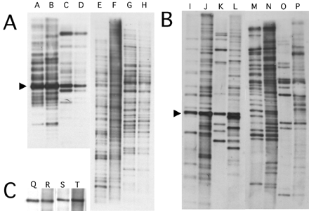 Southern blot hybridization of worf (A) and spock (B), using D. miranda strain MSH22. (A) Hybridization to the worf probe (lanes A–H). Lane A: D. miranda female DNA, HinfI; lane B: D. miranda male DNA, HinfI; lane C: D. pseudoobscura female DNA, HinfI; lane D: D. pseudoobscura male DNA, HinfI; lane E: D. miranda female DNA, PstI; lane F: D. miranda male DNA, PstI; lane G: D. pseudoobscura female DNA, PstI; lane H: D. pseudoobscura male DNA, PstI. (B) Hybridization to the spock probe (lanes I–P). Lane I: D. miranda female DNA, MscI; lane J: D. miranda male DNA, MscI; lane K: D. pseudoobscura female DNA, MscI; lane L: D. pseudoobscura male DNA, MscI; lane M: D. miranda female DNA, EcoRV; lane N: D. miranda male DNA, EcoRV; lane O: D. pseudoobscura female DNA, EcoRV; lane P: D. pseudoobscura male DNA, EcoRV. (C) Hybridization with the pic gene from D. melanogaster (as an external control for monitoring equal amounts of genomic DNA, lanes Q–T). Lane Q: D. miranda female DNA, EcoRI; lane R: D. miranda male DNA, EcoRI; lane S: D. pseudoobscura female DNA, EcoRI; lane T: D. pseudoobscura male DNA, EcoRI