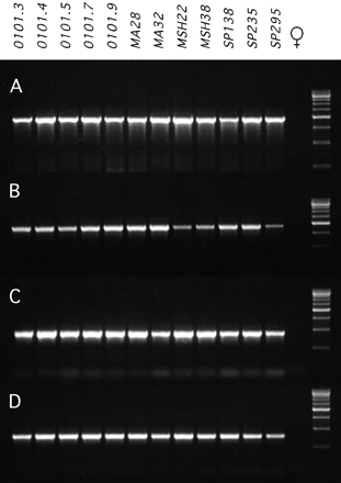 Fixation of the transposable elements on the neo-Y chromosome. Lanes 1 to 12 show the PCR product of the 12 different D. miranda strains investigated, using male genomic DNA. Lane 13 shows one representative female (note: no female amplified a PCR product) and lane 14 shows a size standard (500-bp ladder). (A) worf, 1.9-kb PCR product. (B) spock, 1.9-kb product. (C) TRIM, 890-bp product. (D) TRAM, 780 bp-product