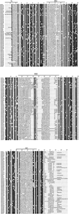 Alignment of the complete sequences of all putatively functional T2Rs from the human and mouse. Residues highlighted are conserved in at least 75% of the sequences. Predicted extracellular regions, which are also putative ligand-binding regions, are indicated by bars above the sequences