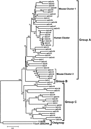 Neighbor-Joining tree of 58 putatively functional T2R genes from the human and mouse. After the removal of gaps, a total of 663 nucleotide sites are used in reconstructing the tree. Jukes-Cantor distances are used. Percentage bootstrap values (≥50) are shown on interior branches. The mouse V1Re9 and V1RD8 are used as the outgroup