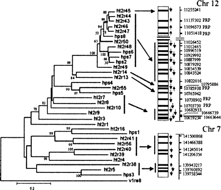 Phylogenetically closer T2R genes from humans are also closer in their chromosomal locations. Shown on the left is the phylogenetic tree for 33 T2R genes from humans. A total of 481 nucleotide sites are used in this Neighbor-Joining tree with Jukes-Cantor distances. Percentage bootstrap values (≥50) are shown. On the right are the regions of human chromosomes 12 and 7 that contain T2R genes. PRP refers to salivary proline-rich-protein genes (accession numbers M13058, M13057, S79048, XM_006909, XM_006910, and NM_002723). Arrows indicate the direction of transcription. Arrowheads between the tree and the map indicate that the phylogenetically closely related genes are in proximity in the chromosome. A color figure is available as online Supplementary Material