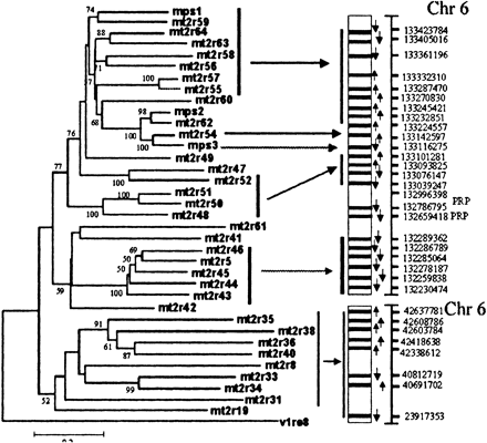 Phylogenetically closer T2R genes from the mouse are also closer in their chromosomal locations. Shown on the left is the phylogenetic tree for 36 T2R genes from the mouse. A total of 597 nucleotide sites are used in the Neighbor-Joining tree with Jukes-Cantor distances. On the right are the regions of mouse chromosome 6 that contain the T2R genes. Percentage bootstrap values (≥50) are shown. PRP refers to salivary proline-rich-protein genes (accession numbers BC011176, XM_162813). Arrows indicate the direction of transcription. Small arrows between the tree and the map indicate that phylogenetically closely related genes are in proximity in the chromosome. A color figure is available as online Supplementary Material