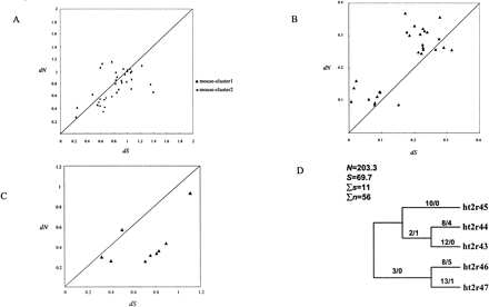 Pairwise synonymous (dS) and nonsynonymous (dN) nucleotide distances for extracellular regions. A, Mouse cluster I and II genes from group A. B, Human cluster in group A. C, Orthologous human-mouse pairs in group B and C. D, Phylogeny-based testing of positive selection for recently duplicated human T2R genes. On each branch is the number of inferred nonsynonymous (n) substitutions followed by that of synonymous (s) substitutions. N and S are potential numbers of nonsynonymous and synonymous sites of the sequences, respectively