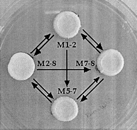 Digital photograph of colonies and diagram of microarray hybridizations performed between natural isolates of S. cerevisiae from Montalcino, Italy. Each line represents one microarray comparison. The arrowhead points toward the strain labeled with the cyanine-5 fluorophore