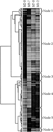 Hierarchical clustering of significantly different genes by the average linkage algorithm on the log2 of the relative expression level estimated by BAGEL. Black or dark gray regions below the strain name represent genes meagerly expressed in that strain, whereas white or light gray regions below the strain name represent genes abundantly expressed in that strain. Note that use of relative expression levels from BAGEL obviates any need for color in this display