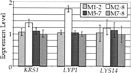 Gene expression levels of three genes relevant to lysine biosynthesis