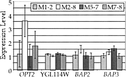 Gene expression levels for two peptide transporters and two amino acid transporters that are differentially expressed among four natural isolates of Saccharomyces cerevisiae