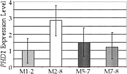 Gene expression levels for PHD1, the pseudohyphal growth determinant transcription factor, in four natural isolates of S. cerevisiae