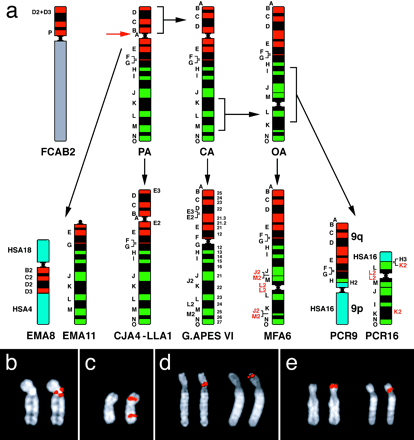 (a) Reconstruction of the chromosome 6 phylogeny in primates. MFA6 and PCR9 chromosomes are upside down to facilitate comparison. PA = primate ancestor; CA = Catarrhini ancestor; OA = OWM ancestor. (b–e) Examples of FISH experiments. (b) Marker L2 yielded FISH signals encompassing the MFA6 centromere. (c) The split signal of marker K in PCR16 chromosome. (d) CJA4 chromosomes showing FISH signals of markers E2 (left), localized adjacent to the centromere, and E3 (right), mapping close to the telomere. (e) Markers D2+D3 (left) and marker P (right) on cat chromosome B2. In each panel, the DAPI is separately shown on the left to allow a better morphological identification of the centromere position. For details see text