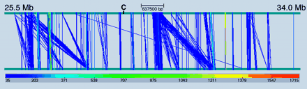 Wide-view graphic results of segmental duplication analysis of 8.5 Mb masked sequence around 6p22.1 (for detail see text), starting at 25.5 and ending at 34.0 Mb (UCSC database) obtained with the GenAlyzer software (see Methods), which performed a self-comparison of the sequence. The region was delimited by a previous analysis performed on a larger region (20 Mb). The starting positions of the first instance of the repeat on the upper strand and the starting position of the second instance of the repeat on the lower strand are connected by a diagonal line. Either forward or reverse complemented (palindromic) repeats are displayed. The color key (bottom line) associates a color to the range of repeat size. The length of the shortest (chosen at setup) and longest (found) repeat are the starting and ending values of the color key scale. A few isolated clusters of repeats shorter than 200 bp were eliminated from the picture for a better overall inspection. Parameters used: seedlength 14 bp; minimum size 35 bp; edit distance 3. To avoid undesirable background the sequence has been masked