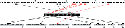 Graphic representation of duplicons found by GenAlyzer using the ancestral centromere sequence (25.5 to 34 Mb, represented by the central black bar) against all human chromosomes. Only duplicons larger than 3 kb are reported. Those larger than 100 kb are in red. Some close duplicons could not be resolved in the figure. For details see table 2